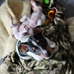 Teddy Roosevelt Terrier Puppies from Travelin' Man Terriers