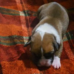 Boy 1 - Fawn male Boxer puppy in Temple, Georgia from B&B Boxers
