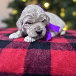 Ellie's Purple Collar Female - Cream female Goldendoodle puppy in Piedmont, South Carolina from The Farm at Saluda Ridge