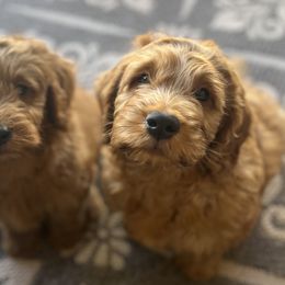 Goldendoodle Puppies from az_doodlesoflove