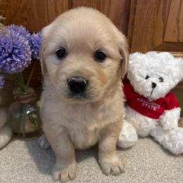 Acutie - Light golden female Golden Retriever puppy in Grant County, Indiana from On The Sunny Side Pavey Farms