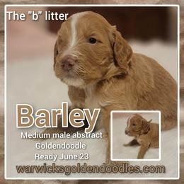Goldendoodle Puppies from Stacy Warwick