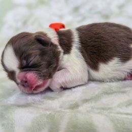 Theodore Roosevelt - Orange Collar - Liver and white male Shih Tzu puppy in Troy, Ohio from Oodles of Doodles