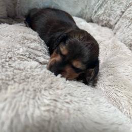 Meet sweet Sophie - Chocolate and cream female Dachshund puppy in Proctor, Montana from Blue Star Dachshunds
