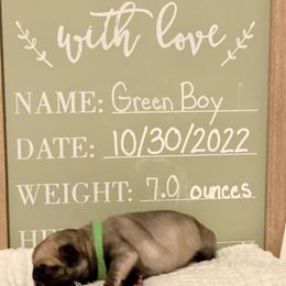 Boy 2 - Fawn Pug puppy in Live Oak, Florida from Heartstring Pugs