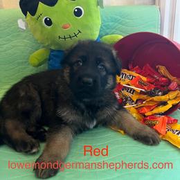 Red Collar - Sable male German Shepherd puppy in Saint Charles, Missouri from Lowemond German Shepherds