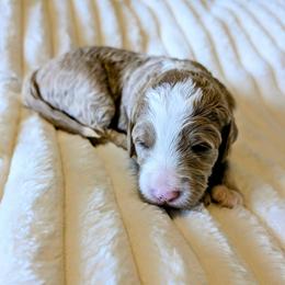 Winston - Red male Bernedoodle puppy in Elkhart, Iowa from Quality Iowa Doodles