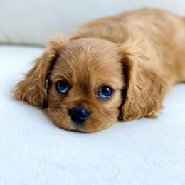 Cavalier King Charles Spaniel Puppies from Farrever Cavaliers
