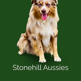 Miniature Australian Shepherd All Grown Up from Stonehill Aussies