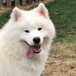 Samoyeds from Diane Dings' Samoyeds