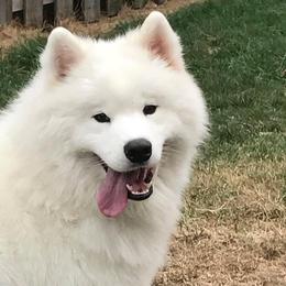 Samoyeds from Diane Dings' Samoyeds
