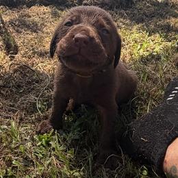 Roy - Chocolate male Labrador Retriever puppy in Carriere, Mississippi from Cajun Water Retrievers