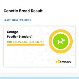 Goldendoodle Puppies from Chrissydoodles