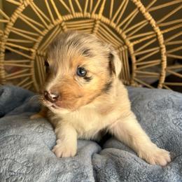 Cruz - Blue merle female Australian Shepherd puppy in Grants Pass, Oregon from Carmel Mountain Aussies