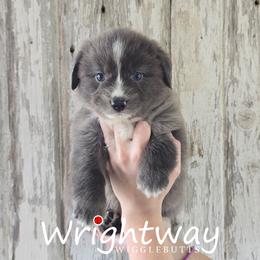 Saratoga - Blue merle male Miniature Australian Shepherd puppy in Dowagiac, Michigan from Wrightway Wigglebutts