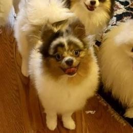 Remo - Blue merle male Pomeranian puppy in Paducah, Kentucky from Perennial Poms Pomeranian Breeder