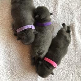 French Bulldog Puppies from Crooked C Ranch