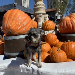 Chiki - Miniature Schnauzer