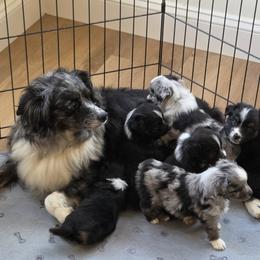 Miniature Australian Shepherd puppies from Debbie Young