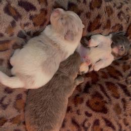 Pomeranian Puppies from Cascade Pomeranians