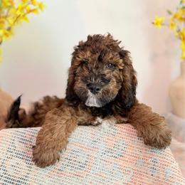 Green - Sable male Poodle puppy in Wisconsin Rapids, Wisconsin from Clementi Ranch Golden and Poodle