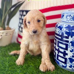 Tiana - Parti female Goldendoodle puppy in Greenville, North Carolina from ENC Goldendoodles