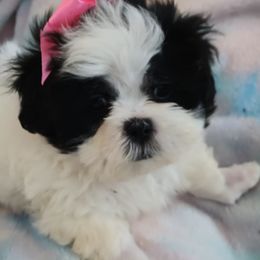 Shih Tzus from Marlene Babies