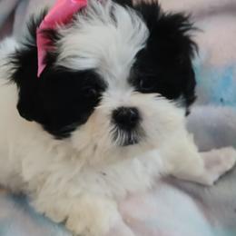 Shih Tzus from Marlene Babies