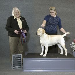 Labrador Retriever All Grown Up from RoseBrook Labradors