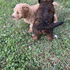 Saint Berdoodle Puppies from Highland Ridge Doodles