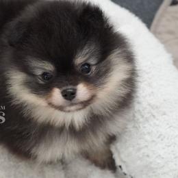 Boy 1 - Black and tan male Pomeranian puppy in Kingston, Georgia from Southern Charm Poms