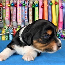 Buttercup 2800 - Piebald female Dachshund puppy in Hendersonville, North Carolina from Snarky Doxy Miniature Dachshunds