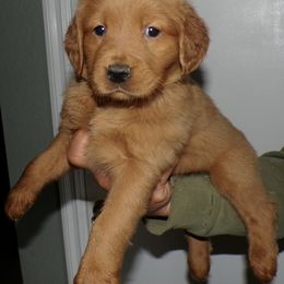 Golden Retriever Puppies from Brisas Goldens