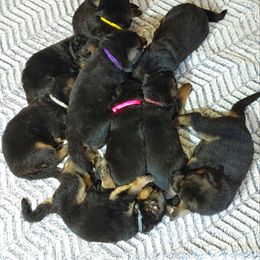 German Shepherd Puppies from Kindheitstraum Kennels