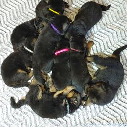 German Shepherd Puppies from Kindheitstraum Kennels