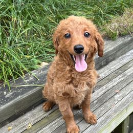 Max - Apricot male Goldendoodle puppy in Centralia, Missouri from Oodles Of Doodles Mo.