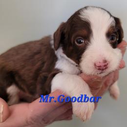 Mr. Goodbar - Brown and white male Aussiedoodle puppy in Boonville, North Carolina from Branch Creek kennels
