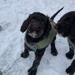 Australian Labradoodle Puppies from Fruitful Beginnings,LLC