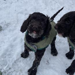 Australian Labradoodle Puppies from Fruitful Beginnings,LLC