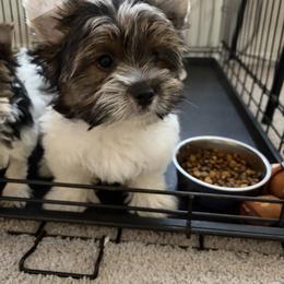 Teddy - Black tan and white male Biewer Terrier puppy in Leander, Texas from Central Texas Biewer Terriers