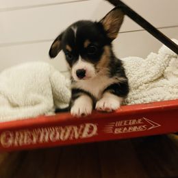 Pembroke Welsh Corgi Puppies from Mill Rock Farms