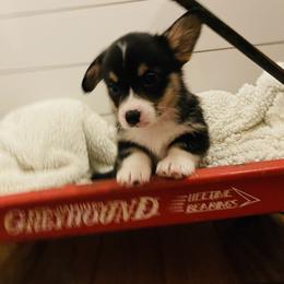 Pembroke Welsh Corgi Puppies from Mill Rock Farms