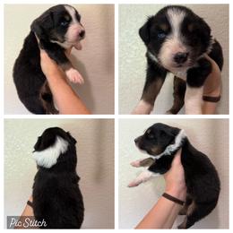 Amber - Black tri-color female Australian Shepherd puppy in Iola, Texas from MK Aussies