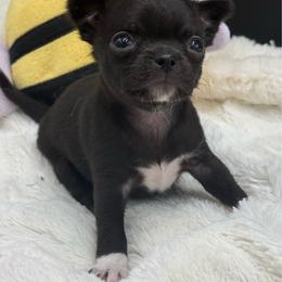 Myth - Black and white female Chihuahua puppy in Lee Center, New York from Alfheim-Andromeda Chihuahua's (A &A's)