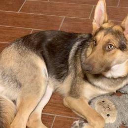 German Shepherds from SaxePackGSDs