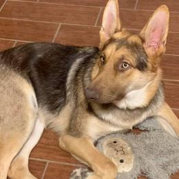 German Shepherds from SaxePackGSDs