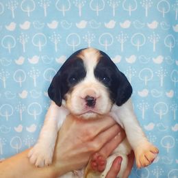 English Springer Spaniel Puppies from Maple Hill Farm English Springer Spaniels