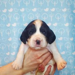 English Springer Spaniel Puppies from Maple Hill Farm English Springer Spaniels