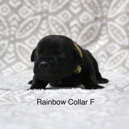 Rainbow Collar - Black female Cane Corso puppy in Lusby, Maryland from Coastal View Kennels