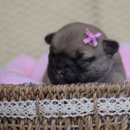 French Bulldog Puppies from Sharp-Noble French Bulldogs